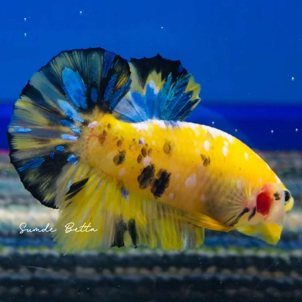 CUPANG YELLOW KOI GALAXY (KUNTAI) BEST SELLER