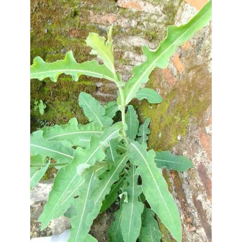 

Tempuyung Segar 1 kg Daun Tempuyung Termurah Langsung Petik