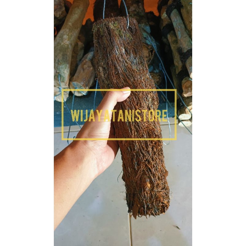 Kayu Pakis Gantung | Pakis Anggrek | Pakis Tempel Anggrek