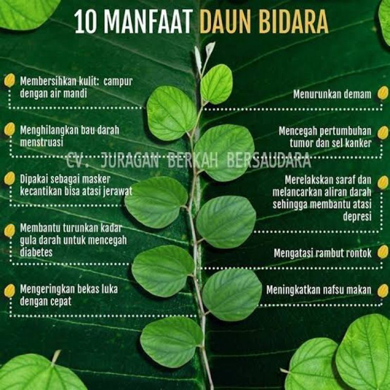 DAUN BIDARA ARAB SEGAR ASLI BUAH BIDARA OBAT HERBAL TRADISONAL