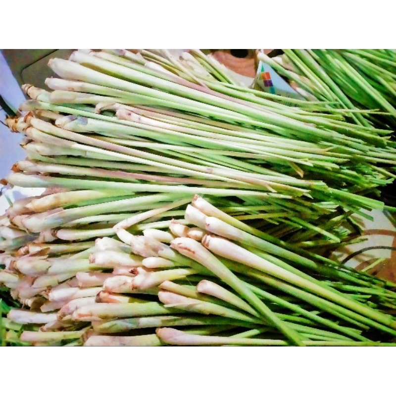 

daun serai segar extra 500gram