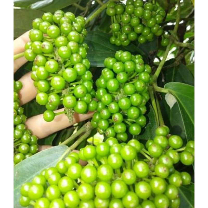 

buah kemukus segar/200 gram