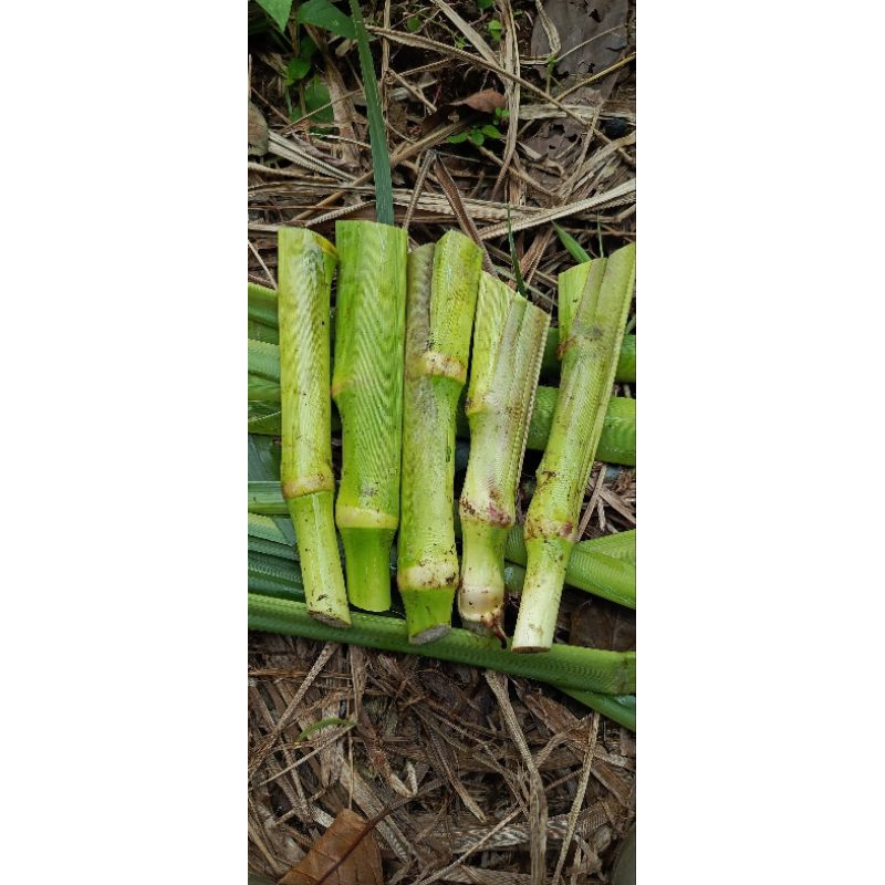 RB Bibit rumput Guatemala 1 kg pakan ternak bibit Guatemala super