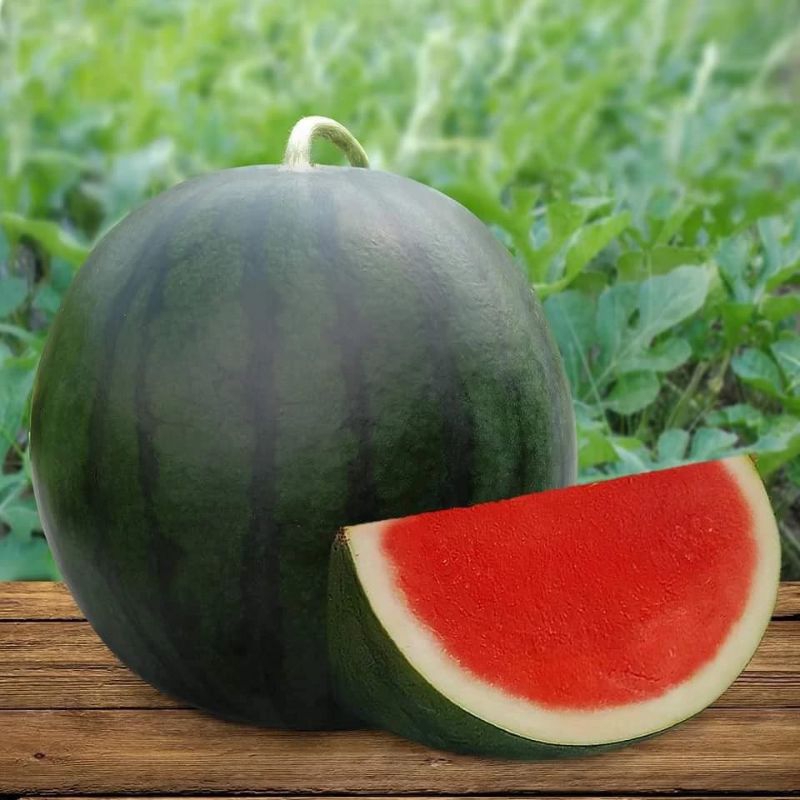 2 Biji Benih Semangka Non Biji Bibit Buah Unggul