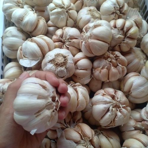 

BAWANG PUTIH 1 kg JANGANAN QT