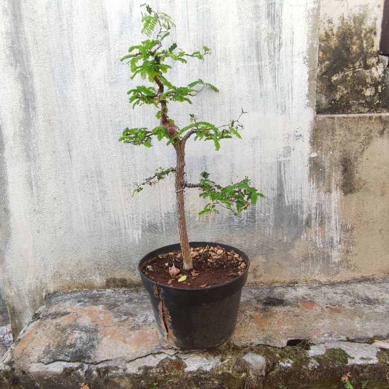Bonsai Asem Jawa / Asam Jawa