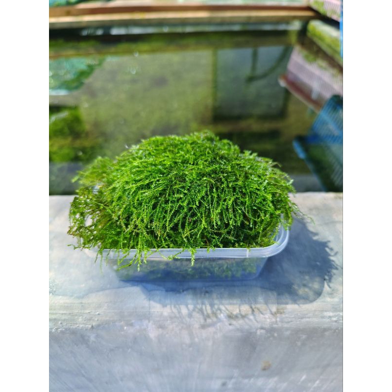 Moss weeping tropica clump full air 200ml