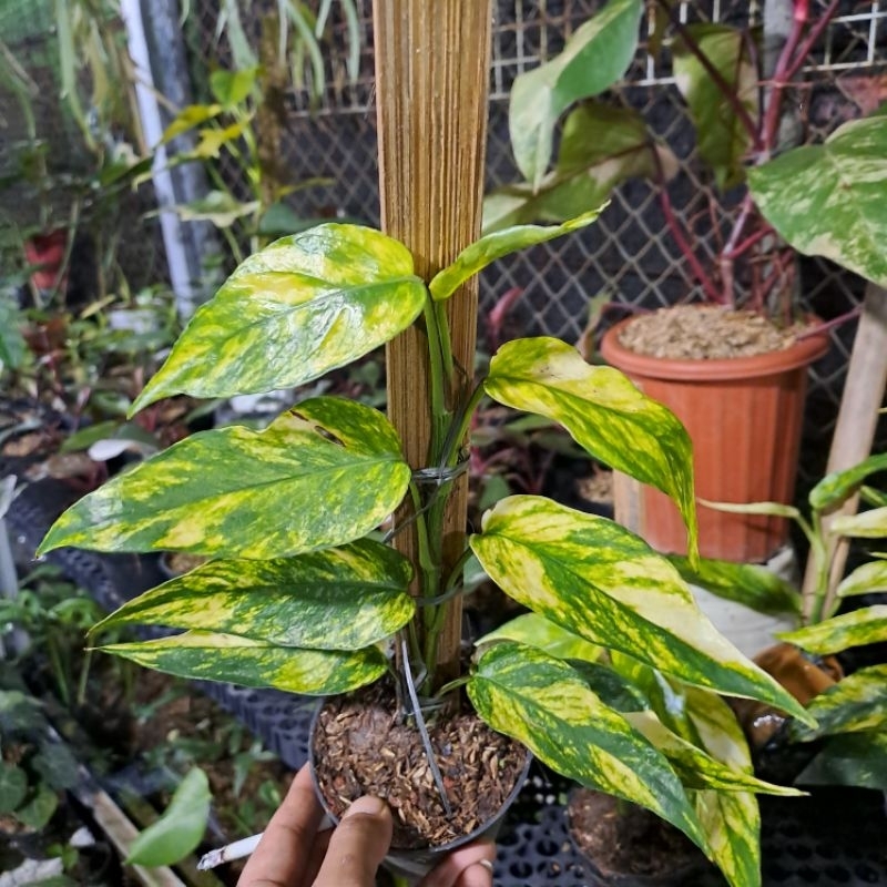 Monstera Epipremnum Yellow Sunrise (Epip Kujang Aurea)