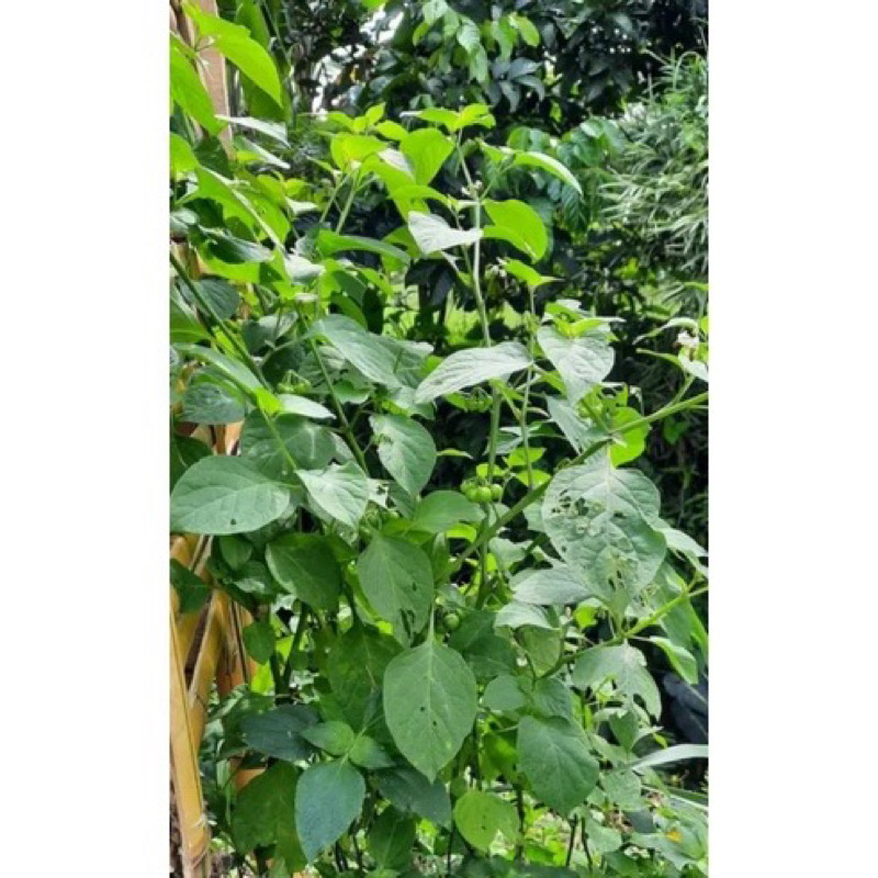 tanaman leunca/pohon leunca