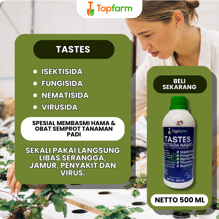 Obat Pembasmi Burung Pada Padi / Obat Semprot Padi Hama Burung / Obat Padi Hama Burung Pipit / Obat