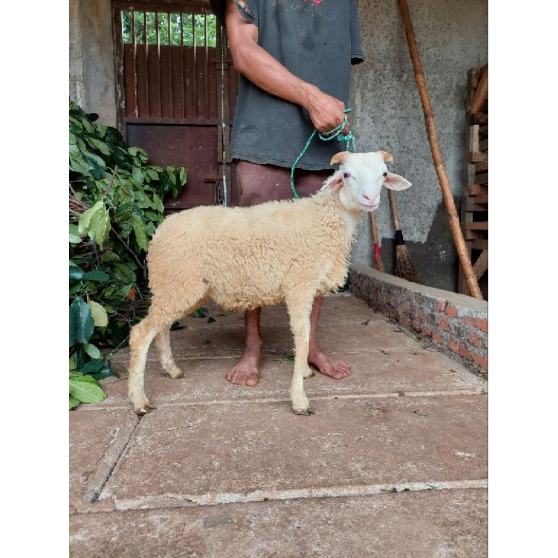 Domba dan Kambing Jantan Tipe Sedang Untuk Aqiqah, Qurban dan Pelihara / Kambing dan Domba Betina da