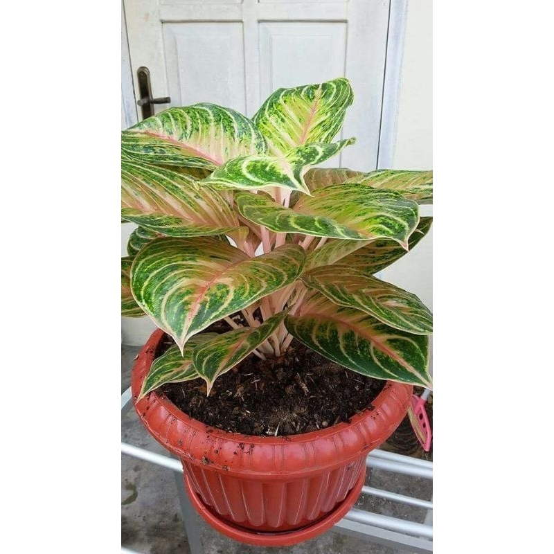 anakan aglonema bidadari murce