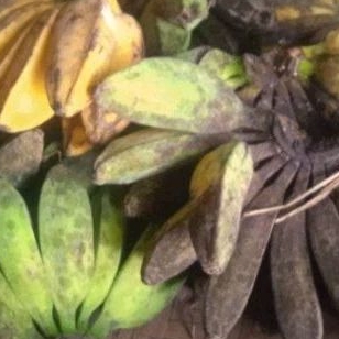 

pisang 500gr