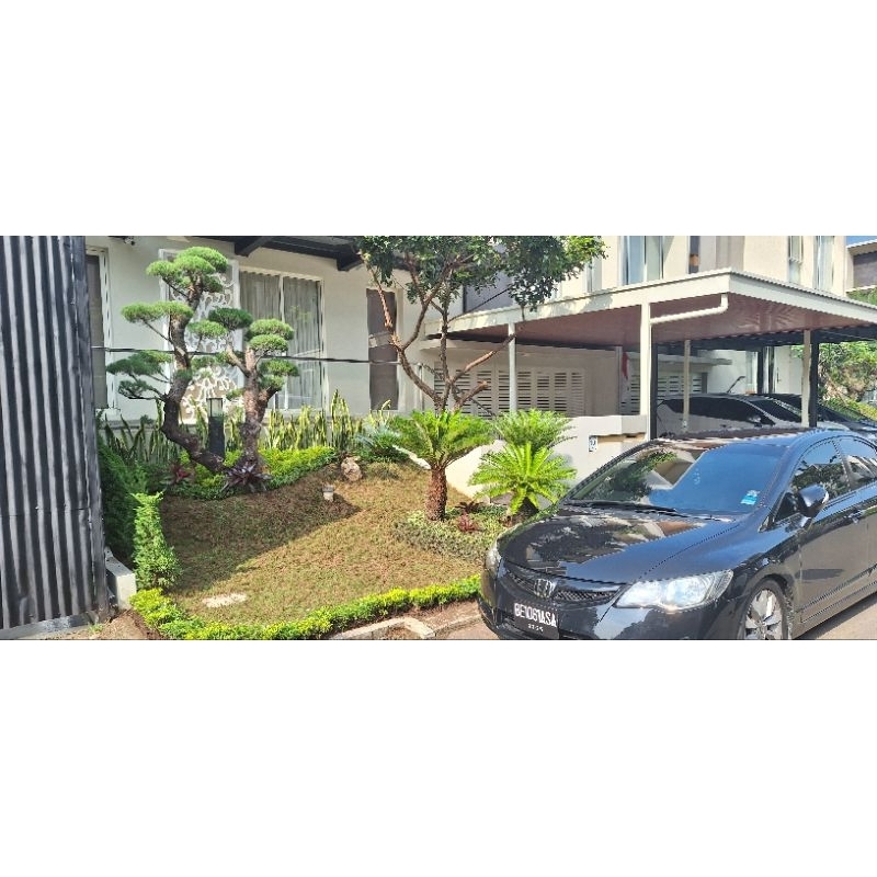 jasa taman perpaduan bonsai cemara dan sikas