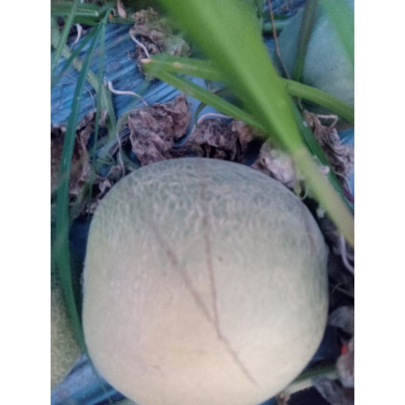

Melon