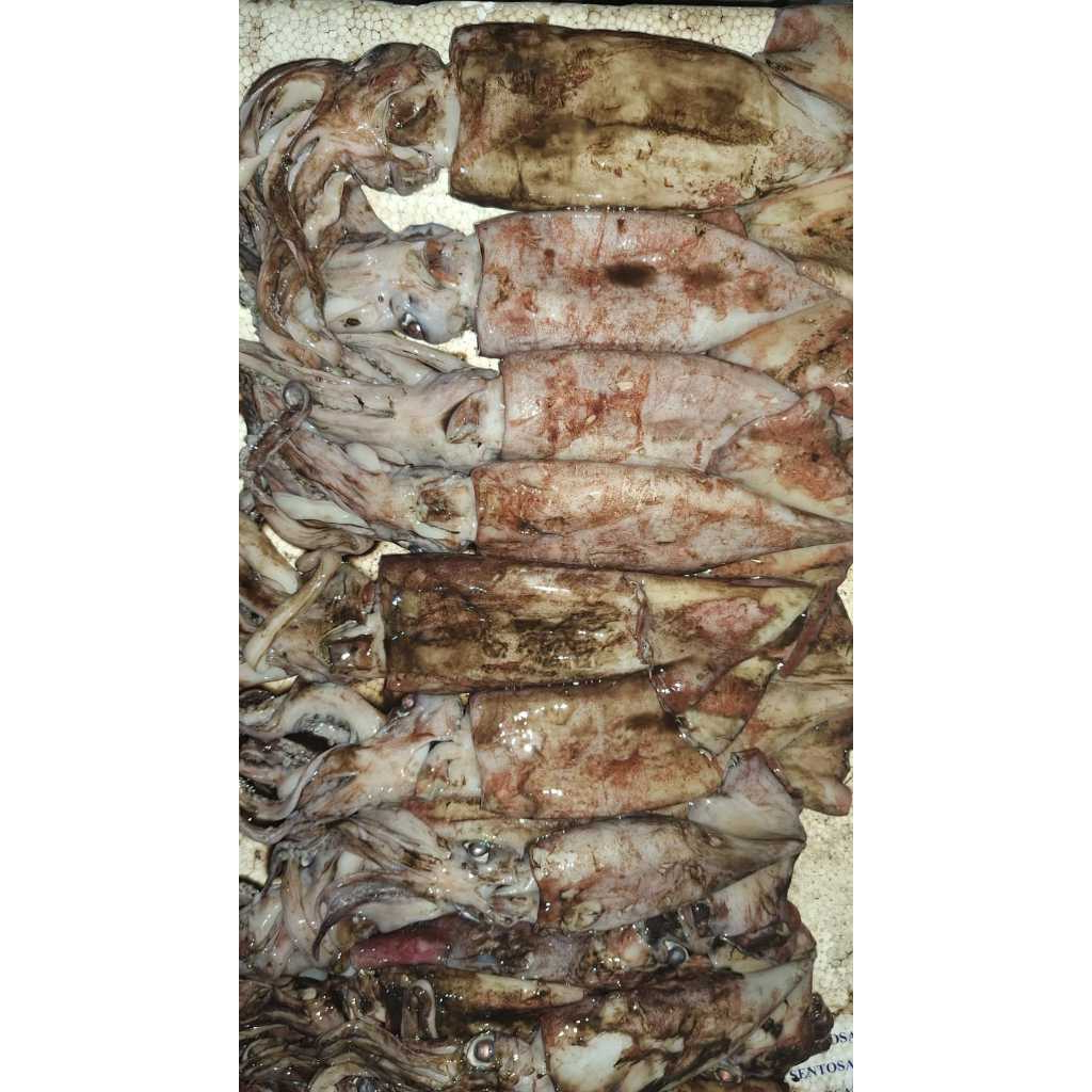 

Cumi Merah B Fresh Premium 500gram | cumi merah segar seafood bandung