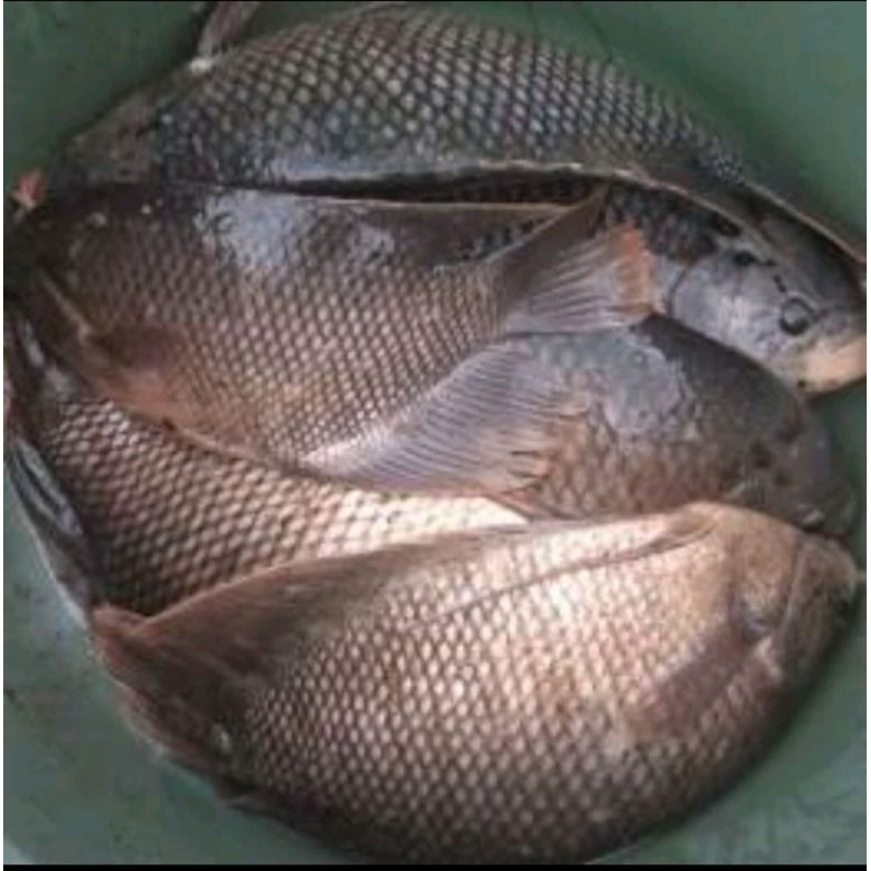 

Ikan Gurame Segar 1kg