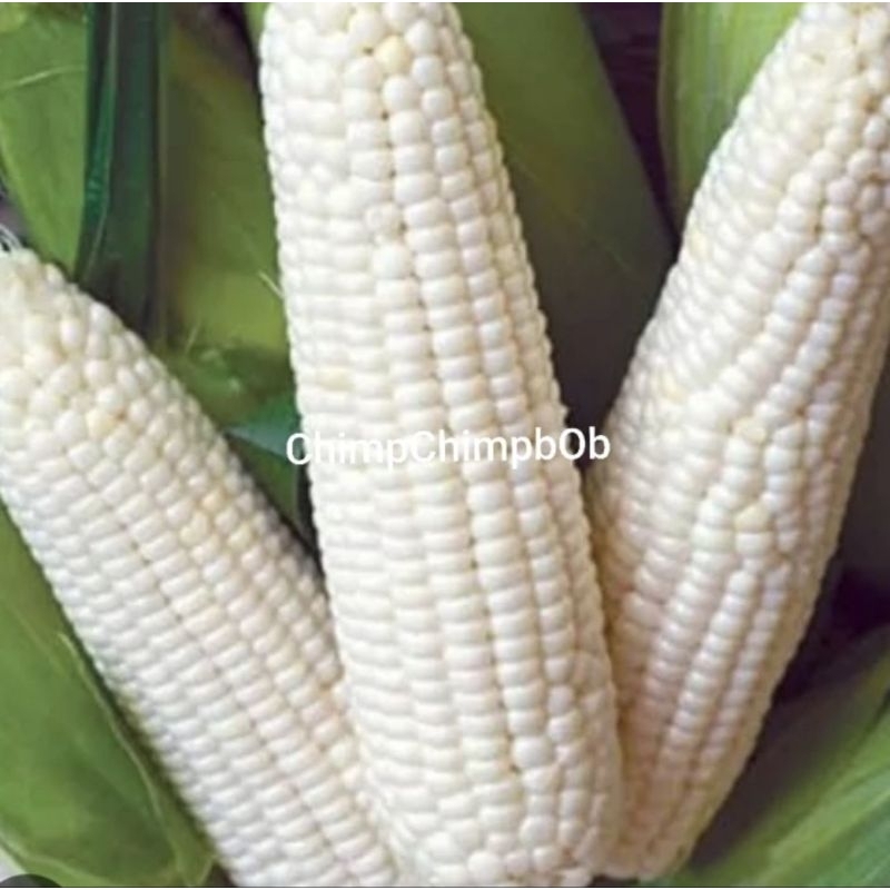 

JAGUNG KETAN PUTIH SEGAR