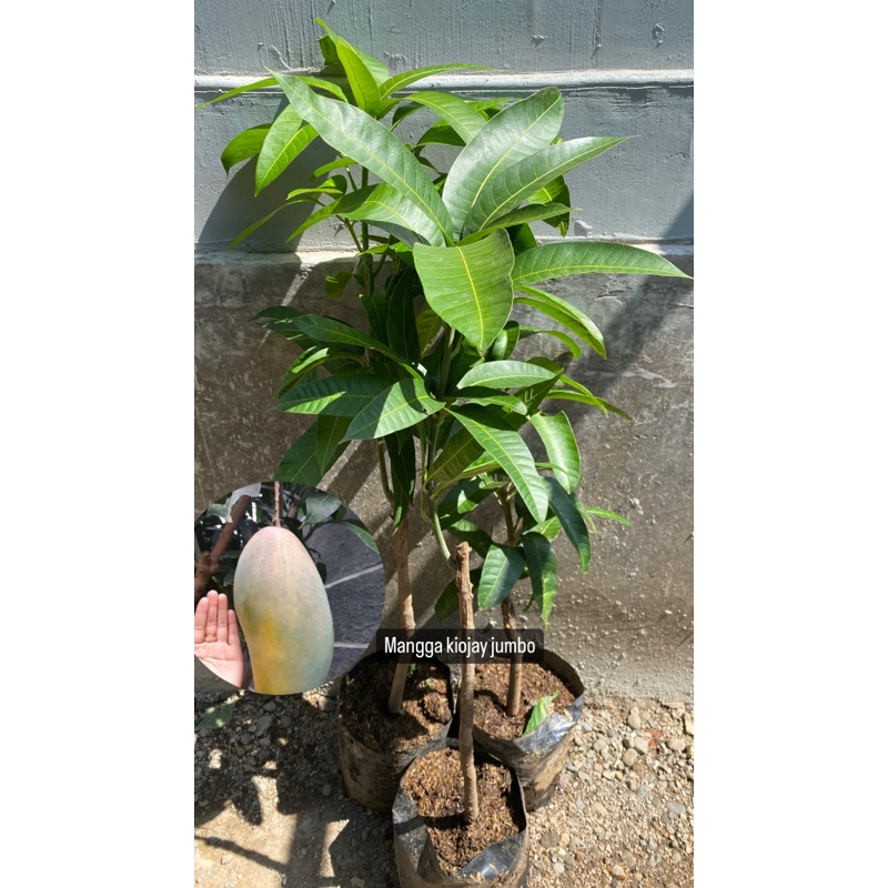 BIBIT MANGGA KIOJAY JUMBO