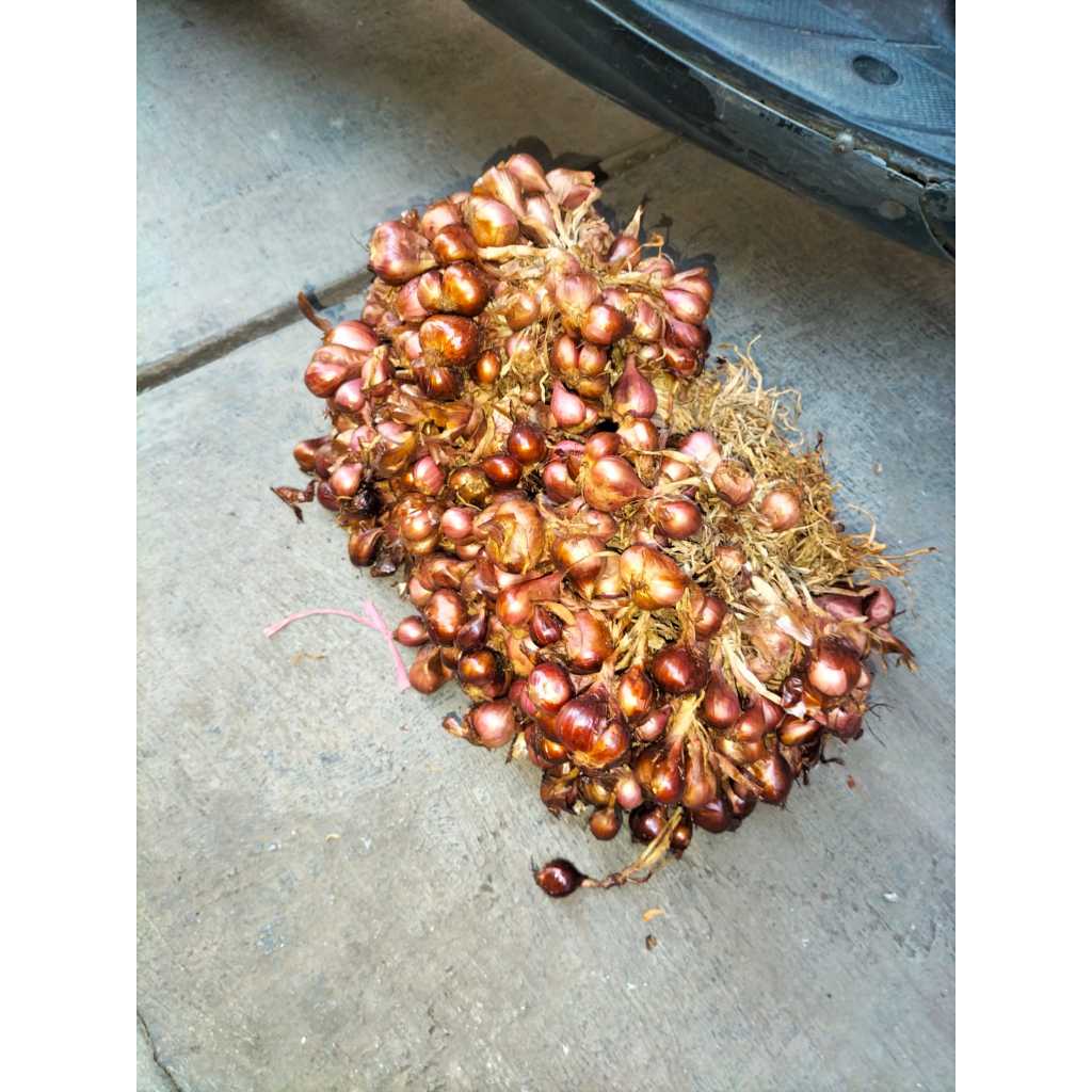 

[SIAP TANAM] BIBIT BAWANG MERAH PREMIUM BIRU BATU PROBOLINGGO 3 BULAN. PER KG