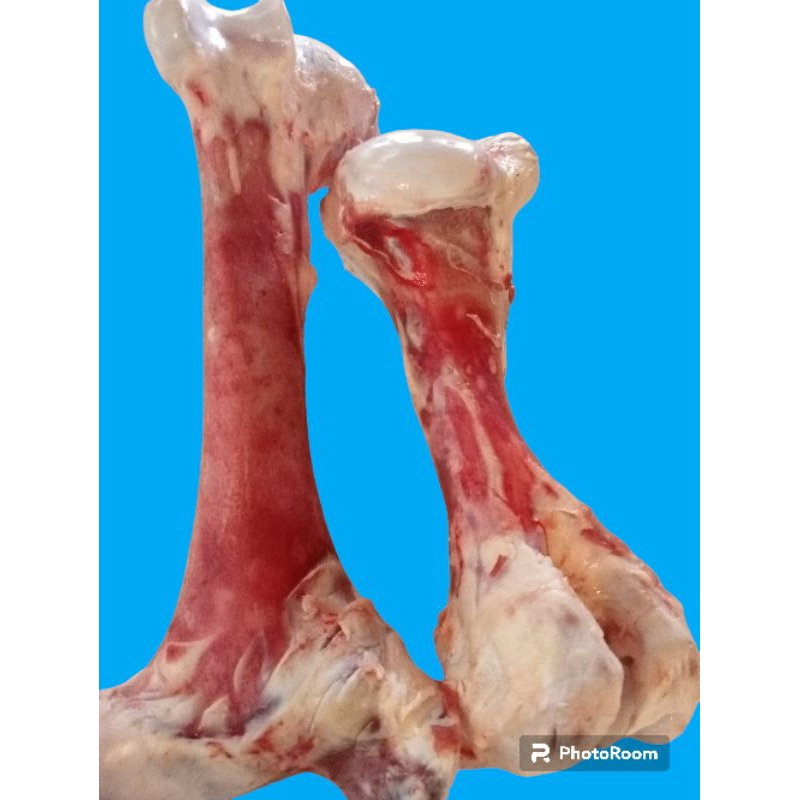 

tulang sum sum paha potong 2