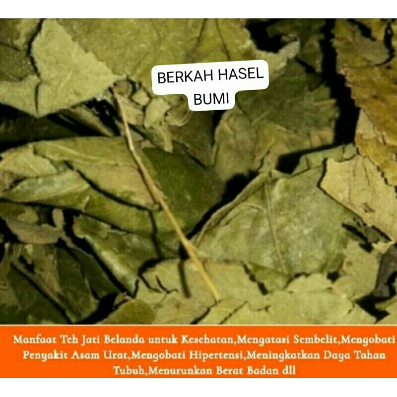 

HERBAL ALAMI 250g TEH DAUN JATI BELANDA kering
