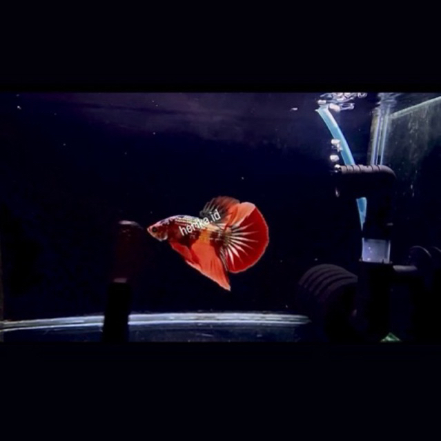 hiasan Aquarium cupang Hmpk Nemo Cooper code A02 real pict / Sesuai Gambar