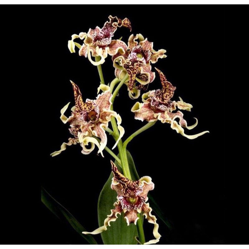 anggrek dendrobium bunga keriting