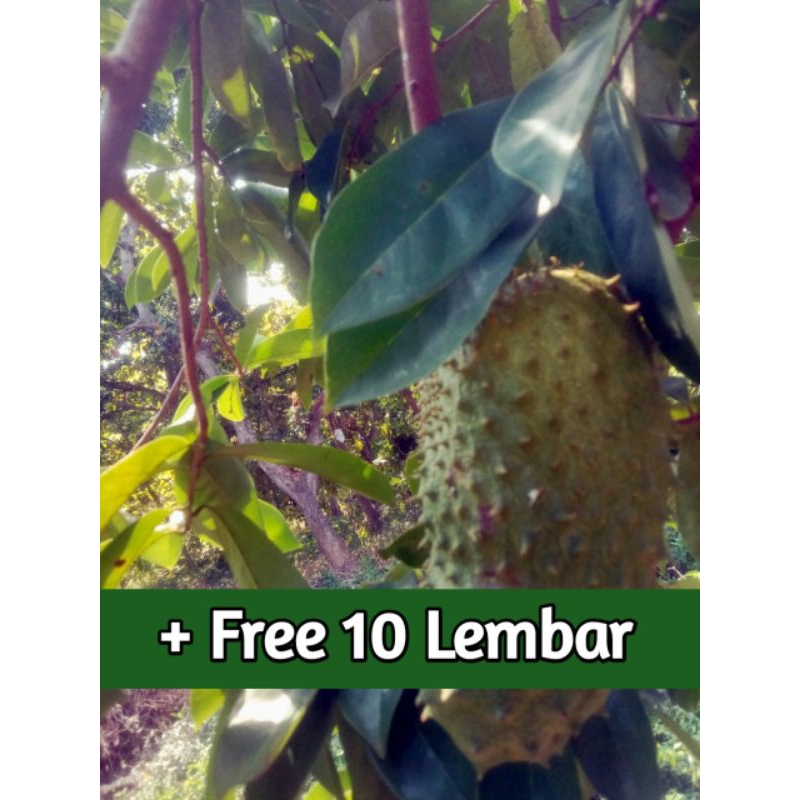 

Daun Sirsak Segar Petik Pohon 100 Lembar + Free 10 lembar