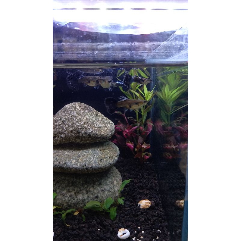 ikan guppy blue ivory - pasangan