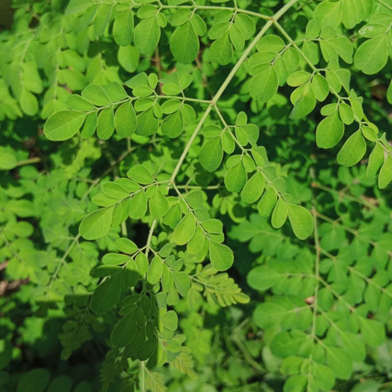 

Daun Kelor Fresh Condition