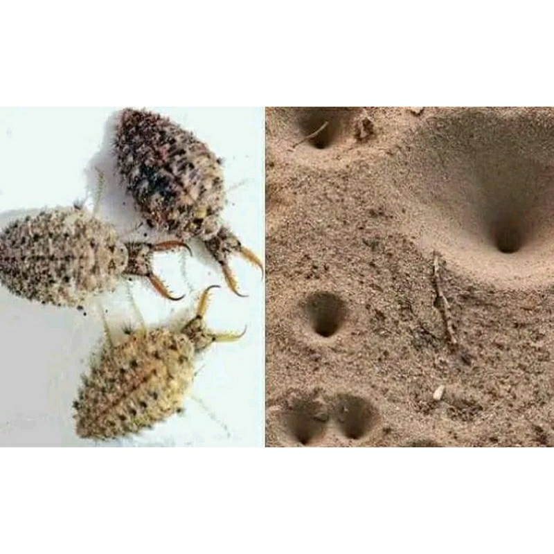 

undur undur 15 butir