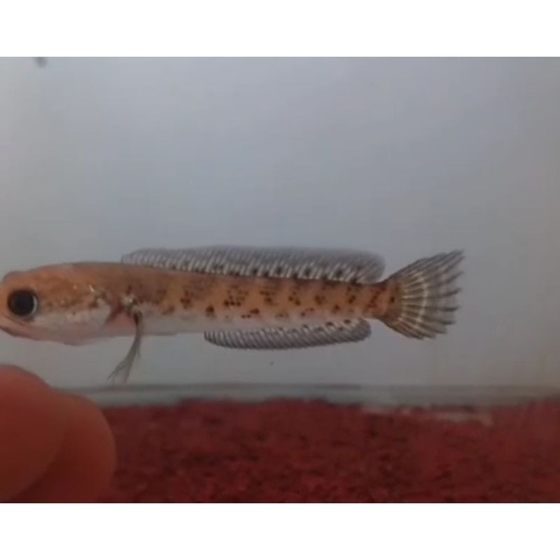 

Chana auranti singgel