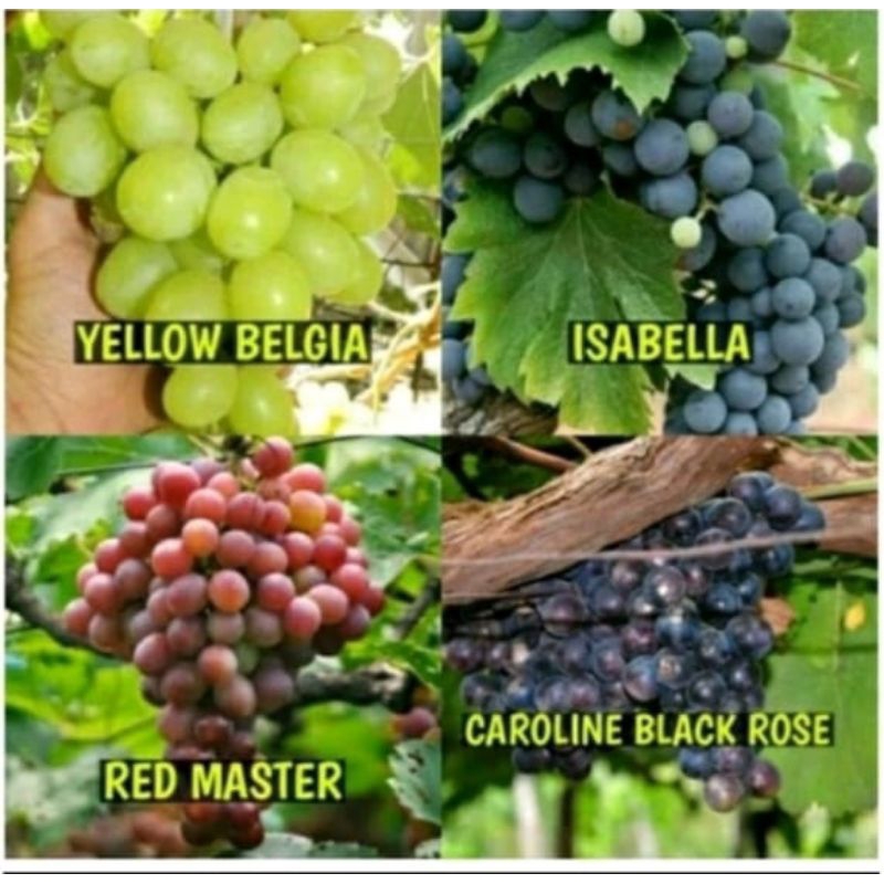 paket 4 bibit anggur import murah