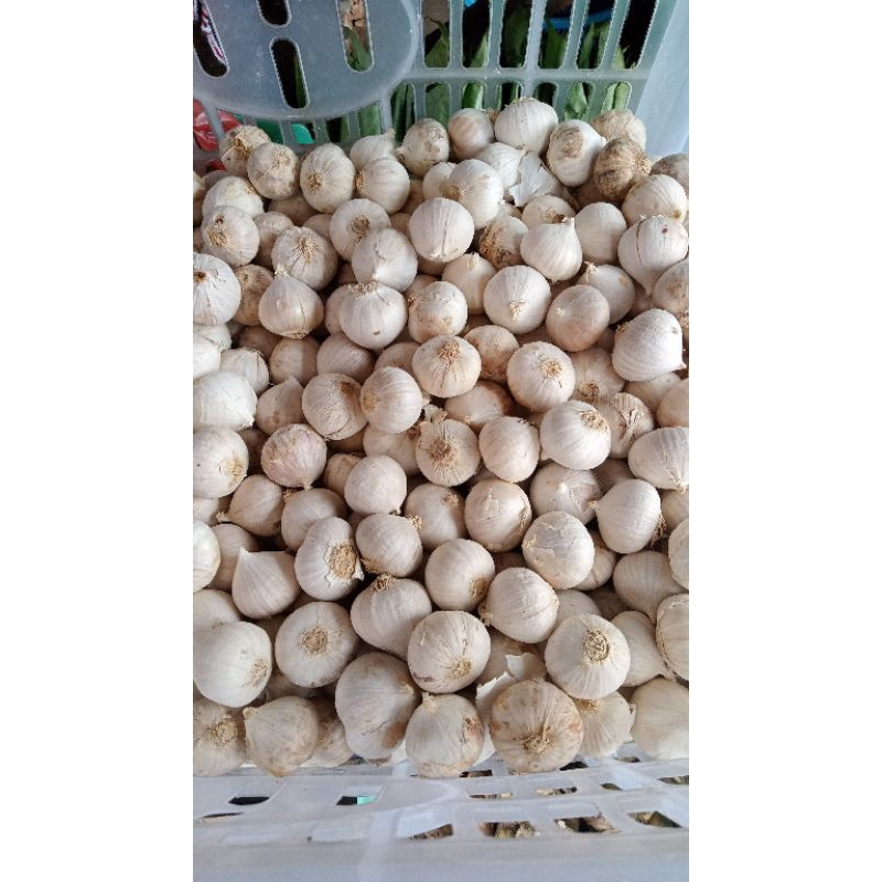 

bawang putih tunggal perkilo