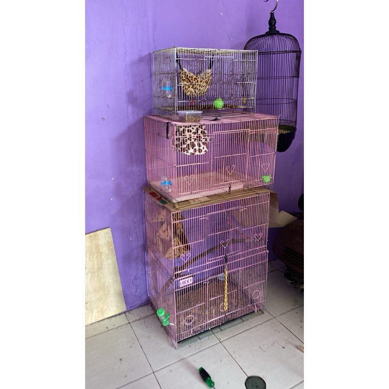

Gula merah peliharaan