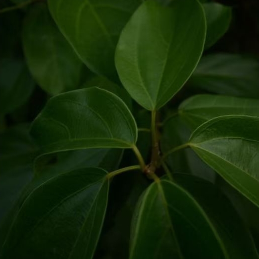 Daun Cincau 1 KG