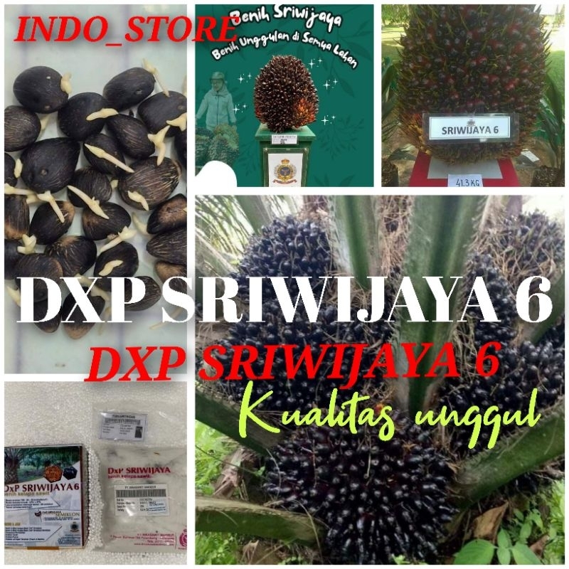 Bibit Benih Sawit DXP SRIWIJAYA 6 isi 150 butir