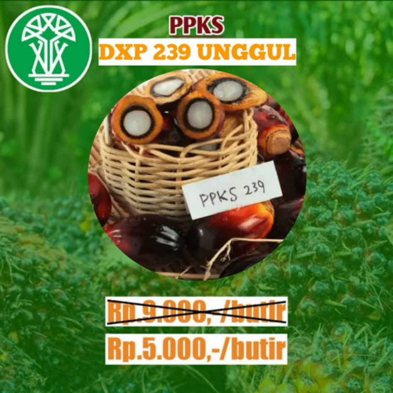 BIBIT KECAMBAH SAWIT BIJIAN DXP PPKS 239 UNGGUL ORIGINAL