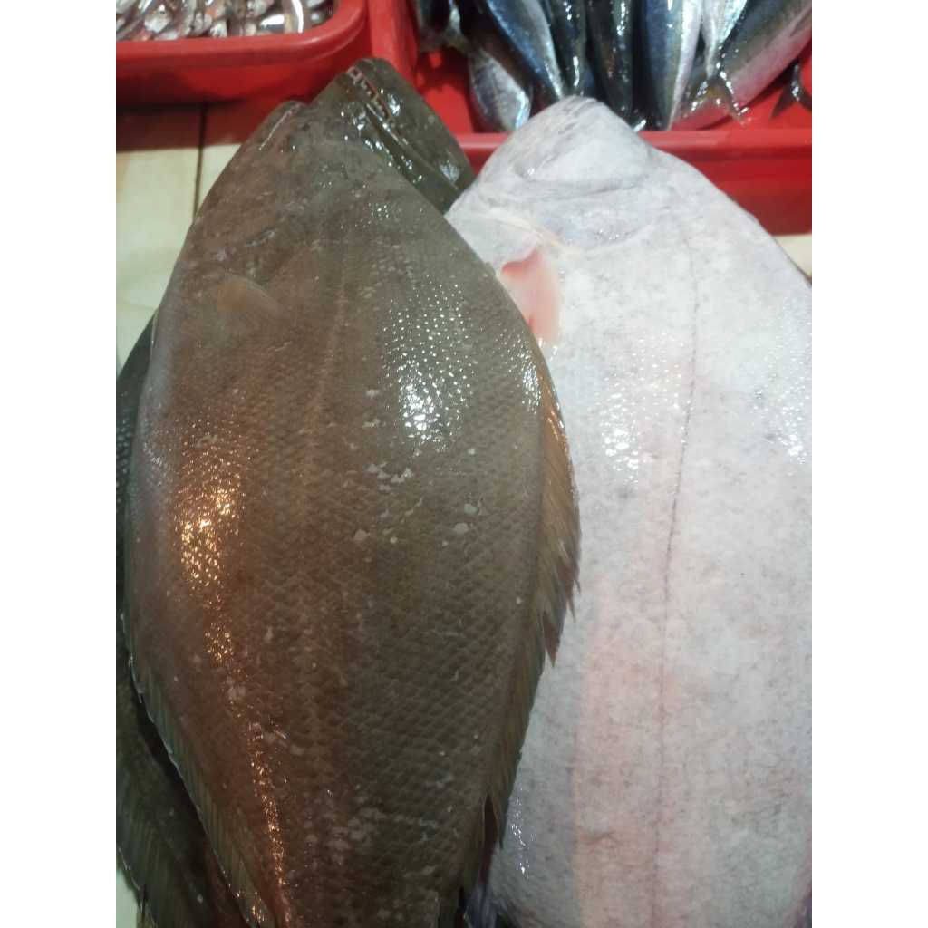 

Ikan Sebelah Segar