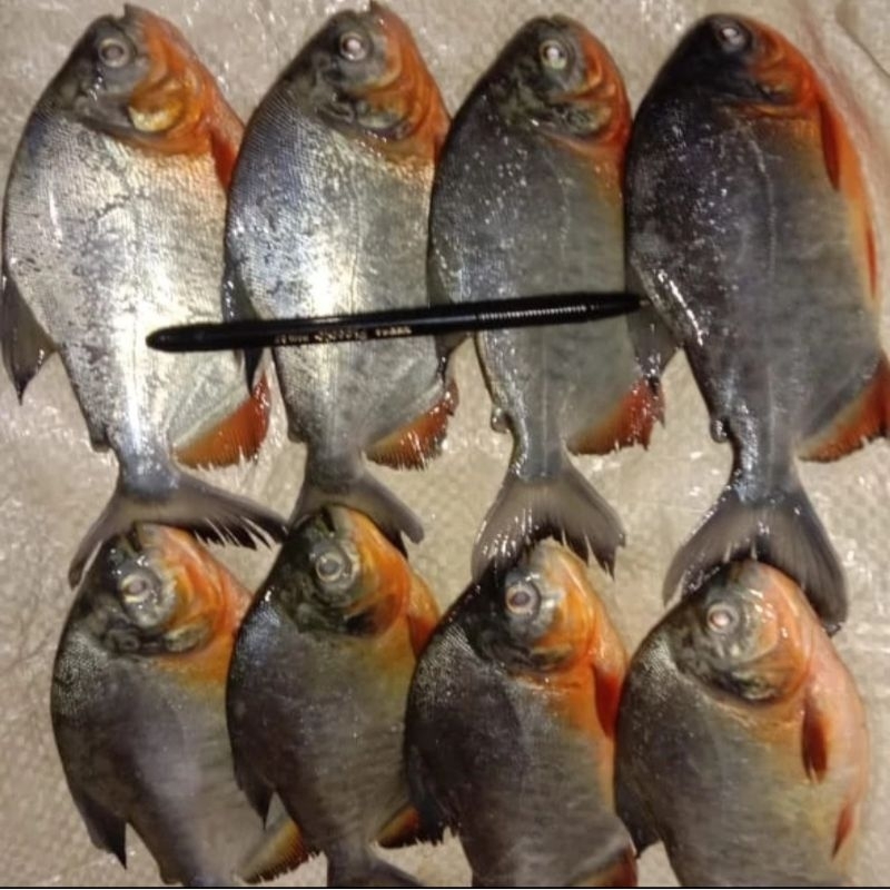 

Ikan bawal Merah 1 Kg