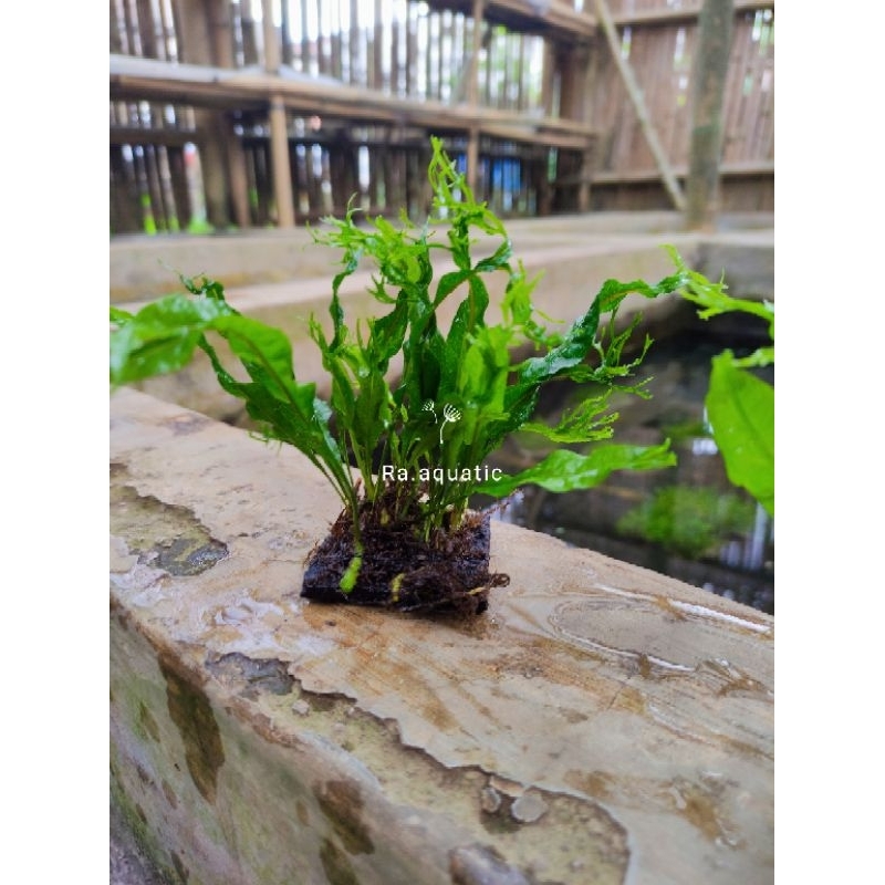 kadaka windelove media pakis - Java fern kadaka - kadaka air - tanaman aquascape