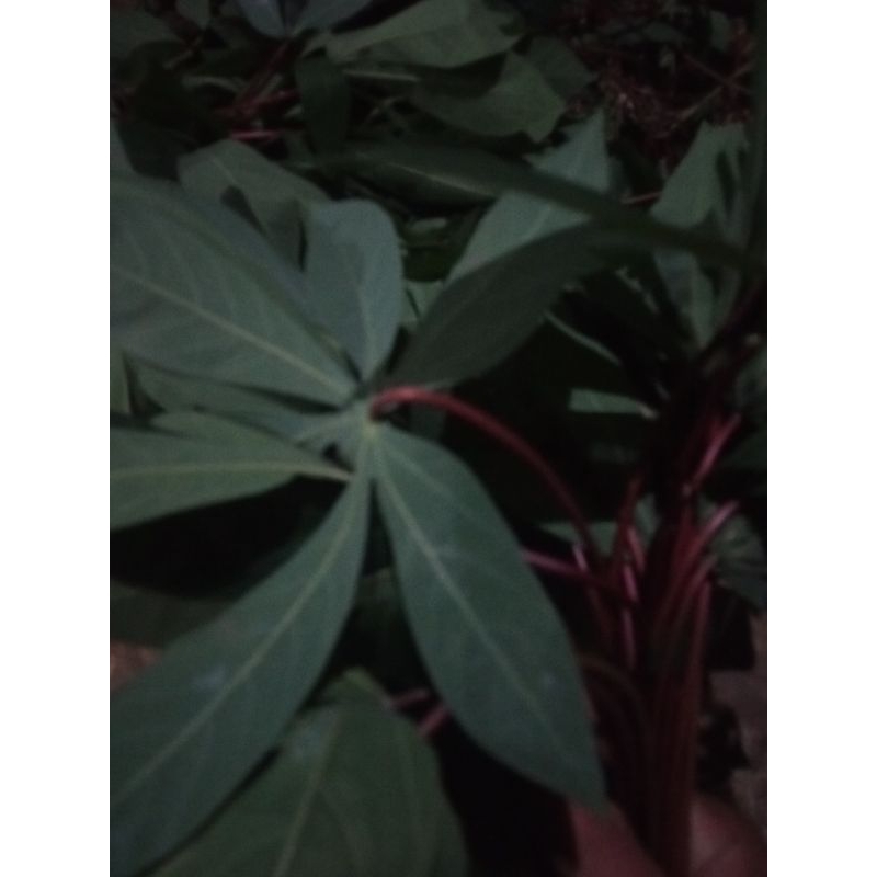 

Daun Singkong 50 Gram