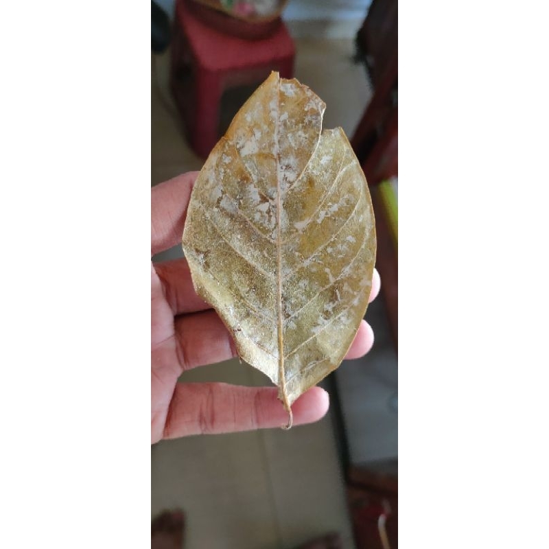 

Daun Gambir kering asli