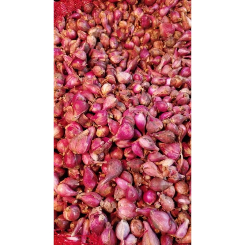 

Bawang Merah Brebes Super 1Kg Murah