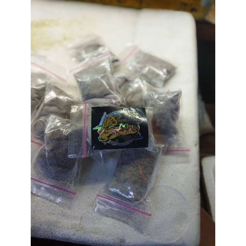 

isi.10.pcs.ketapangcelup/ketapanglumer