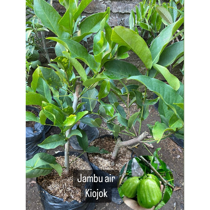 BIBIT JAMBU AIR KIOJOK HASIL CANGKOK