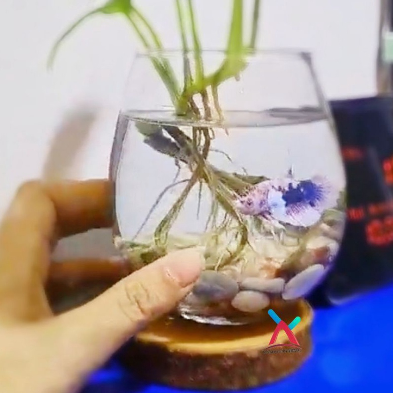 SENSASIONAL Aquarium Mini Cupang  Aquarium Cupang  Tank Ikan Cupang  Aquascape