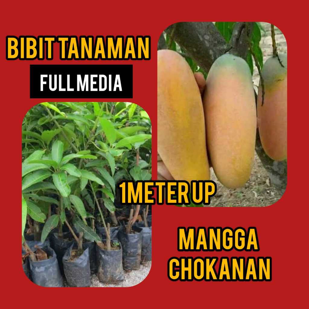 Bibit Mangga Chokanan 1 meter up Full Media