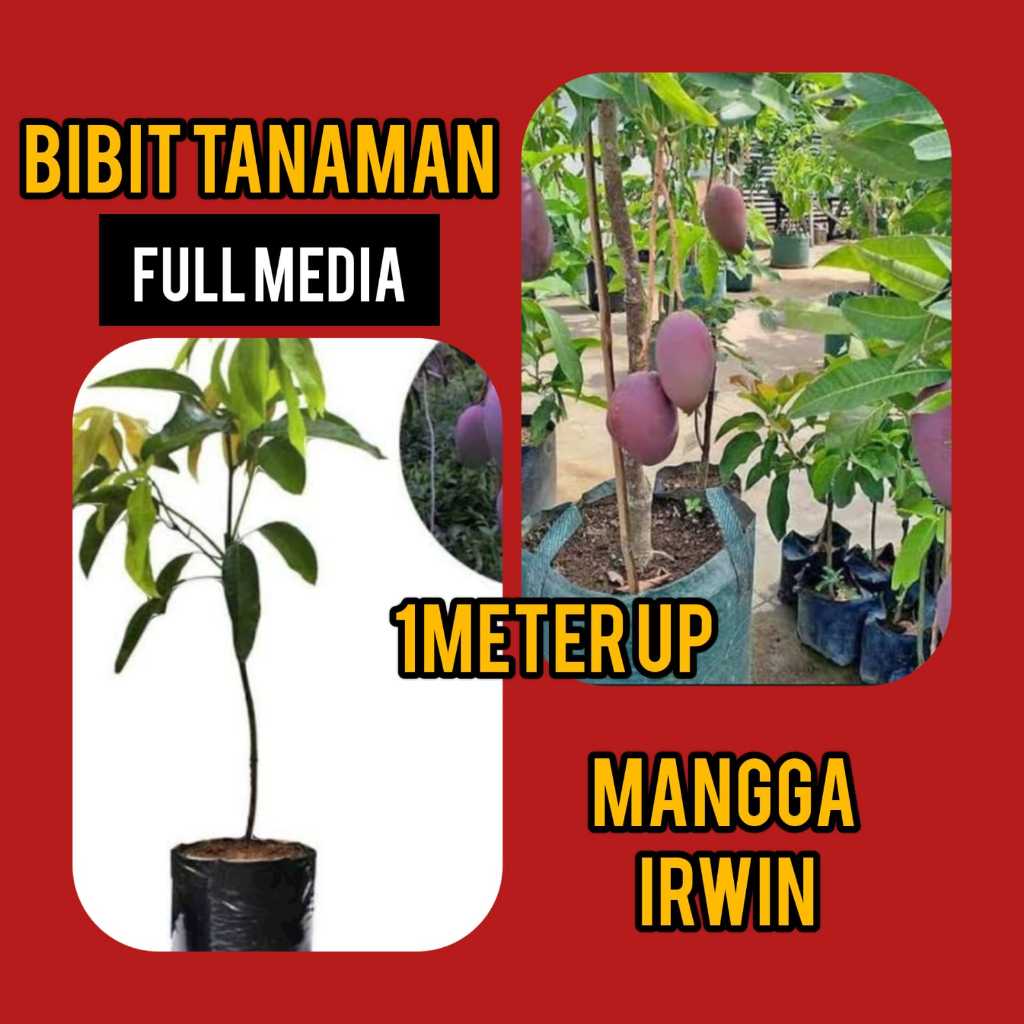 Bibit Mangga Irwin 1 Meter Up Full Media